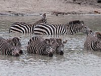 Wild Zebra 3